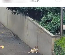 와씨 울아파트 애옹이 봐ㅠ.jpg