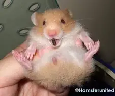 지식습득) 햄스터가 똥을 두번에 걸쳐 싸는 이유