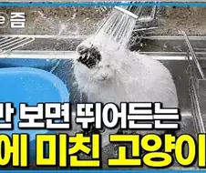 연가시에 감염된 고양이