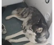 허스키 : .....에휴