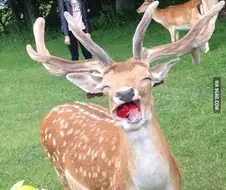 동물한테 먹이 주는 게 존나 재밌는 행동인 증거