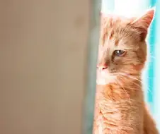 한국 영화사 이야기를 만화로 그리는 중이야