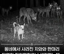 늑대무리에 합류한 치와와 짤의 진실