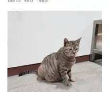 중소기업 동물들모음.