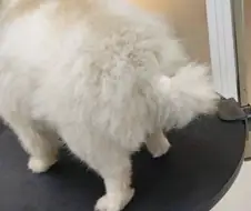 강아지 미용을 하는 이유