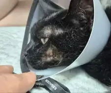 우리집 고양이 수술한지 1년 조금 지났다