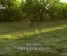 아성체 암사자 4마리 VS 아프리카 벌꿀오소리(라텔) 1마리의 대결