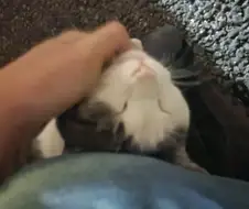 술 먹다 길고양이 만남