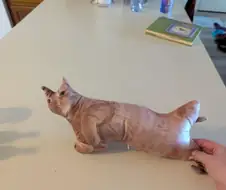 테무에서 구입한 고양이 인형