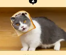 고양이 키우는 사람들은 알 이야기