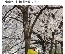 강아지랑 벚꽃산책 나온 아저씨