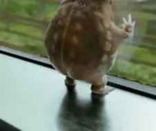 창밖을 바라보는 맹꽁이