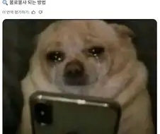댕댕이가 울면서 검색한 검색기록 유출됨