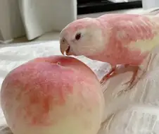 "아아 네동료? 이것 말인가"