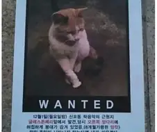욕망이 가득한 실종 전단지.jpg
