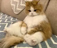 쇼파에 앉아 있는 냐옹이..