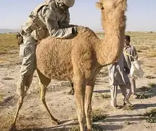 젊은 병사이들이 성욕을 해소할 때 쓰는 낙타