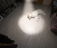 "오, 안돼. 파트라슈~! 파트라슈우우우우우~!!!"