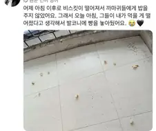 까마귀에게 밥을 주다 멈추면 생기는 일