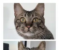길에서 주운 고양이 확대과정