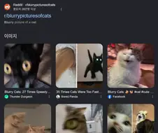 기분이 안좋을 땐 "Blurry Cats"라고 검색하면 좋다
