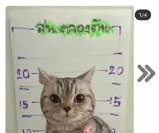경찰 폭행한 태국 고양이