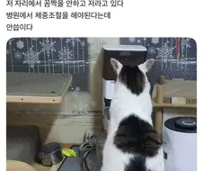 밥 나오기 40분전 고양이.jpg