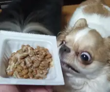 역동적인 강아지