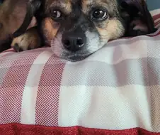 뭔 강아지의 날도 있네;;