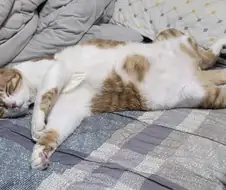 특이한 자세로 자는 고냥이