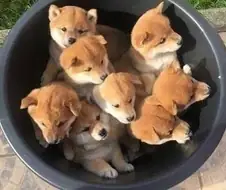 일본개시바새끼