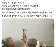 서서 똥싸는 고양이.jpg