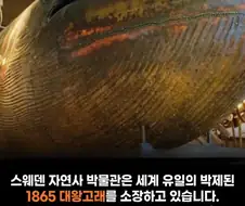 세상에 고래 입안에서 SㅁX하는 미친 놈들도 있구나