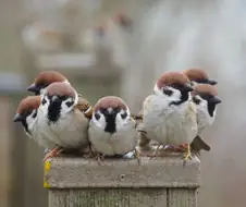 참새 좌우대칭 포메이션