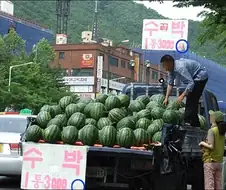 2008년 수박 가격...