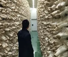 옆으로 자라는 새송이 버섯 공장