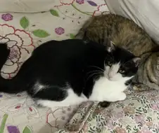 야옹짤 달립니다 짤리기 전에 보세요