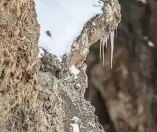 히말라야의 굶주린 눈표범이 당신을 노리고 있습니다.