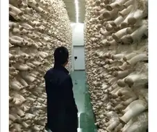버섯공장