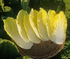 호불호가 거의 없는 야채