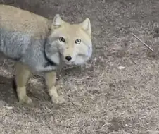 사람들이 잘 모르는 티벳여우에 관한 진실