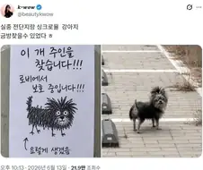 강아지 실종 포스터 그림과 싱크로율이 엄청난 강아지