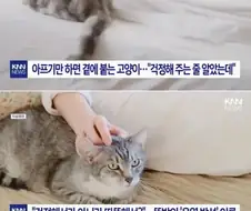 집사가 아플때 마다 곁으로 와주는 고양이