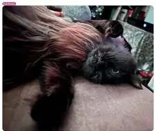 사람이름을 가진 고양이들을 자랑하는 집사들.jpg