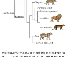 펌) 인류에게 사촌이 없는 이유