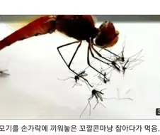 잠자리를 멸종 시키면 안되는 이유