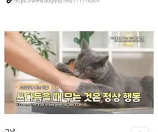 고양이 쓰다듬는데 무는 이유.jpg