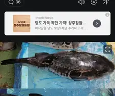 랜덤 가챠 돌연변이 복어 출현!!