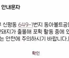 맷돼지는 냉혹한 부산의 도로에서 살아남기 어렵다