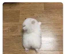 팔다리 쭉뻗어도 장판 두줄